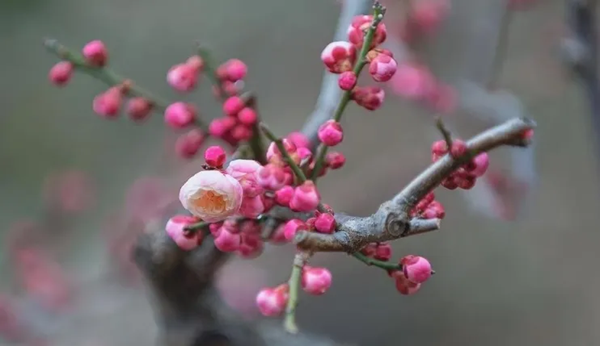 传统节日|Beat365唯一官方网站|管理学院|二十四节气之小寒